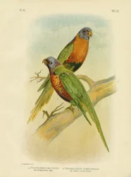 Blau-bäuchiger Loris, 1891